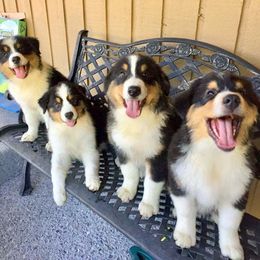 Australian Shepherd Puppies from Great Spirit Aussies