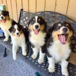 Australian Shepherd Puppies from Great Spirit Aussies