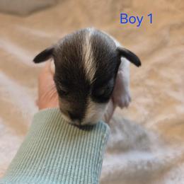 Boy 1 - Parti male Miniature Schnauzer puppy in Kersey, Colorado from Fosters Schnauzers