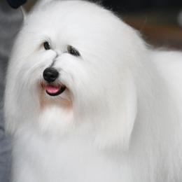 Cotons de Tulear from Musique Cotons