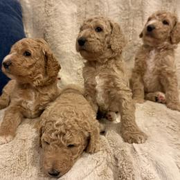 Poodle puppies from Blue Ridge Doodles and Poodles