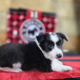 Onyx - Black and white female Shetland Sheepdog puppy in Citra, Florida from Southpaw Herders LLC