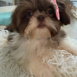 Diva Dior - Chocolate and tan female Shih Tzu puppy in Austin, Texas from Shih Tzu’s  ‘N’ Love