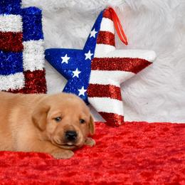Purple collar male - Yellow male Labrador Retriever puppy in Gober, Texas from Trigger Time Kennels