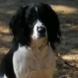 Kandi - English Springer Spaniel
