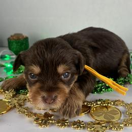 Chocolate boy - Chocolate and tan male Yorkshire Terrier puppy in Gainesville, Georgia from Country Dog Kennels.