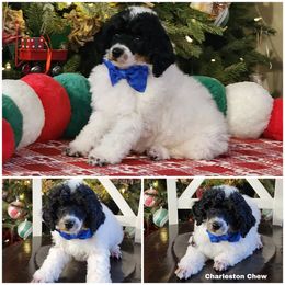 Charleston chew - Parti male Poodle puppy in Elma, Washington from Joyful Paw Poodles