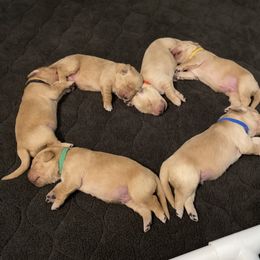 Golden Retriever Puppies from Honeyroux Goldens