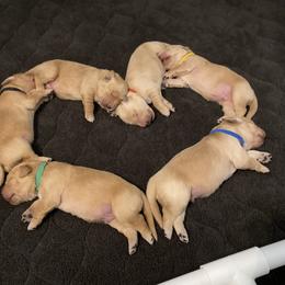 Golden Retriever Puppies from Honeyroux Goldens