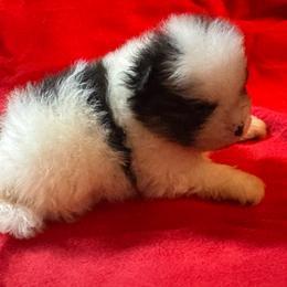 Tyson - Tri-colored male Pomeranian puppy in Waterloo, Indiana from Garcias Pomeranian