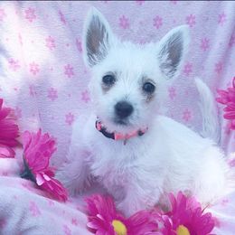Pixie-Pink - White female West Highland White Terrier puppy in Toronto, Ohio from Shekinah’s Mi-Kis & Cricket Hill’s Westies