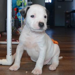 Steve - male Alapaha Blue Blood Bulldog puppy in Walbridge, Ohio from United Alapaha Bulldogs