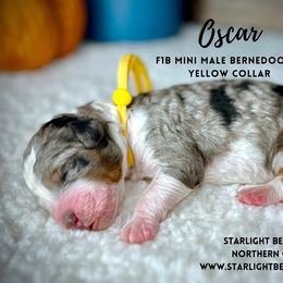 Bernedoodle Puppies from Starlight Bernedoodles
