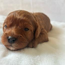 Waffle - Red female Cavapoo puppy in Adrian, Oregon from ApplebyFarm