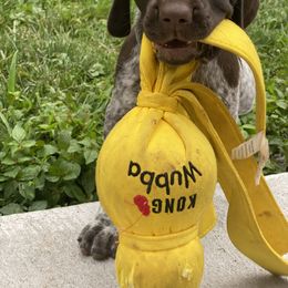 German Shorthaired Pointer Puppies from Brija German Shorthaired Pointers