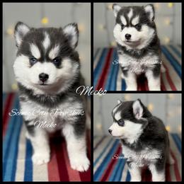 Meeko - Blue female Pomsky puppy in Rossville, Georgia from Scenic City Pomskies