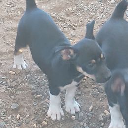Fancy II - Black tan and white female Rat Terrier puppy in Harbison Canyon, California from Manumit Rat Terriers