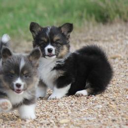 Black Tri Female - Black and tan female Pembroke Welsh Corgi puppy in Cameron, Texas from Moonstone Corgis & Frenchies