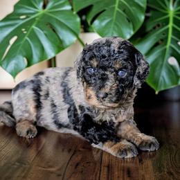 Bergie - Blue merle male Bernedoodle puppy in Sparta, Missouri from Sis' Doodles & Poodles