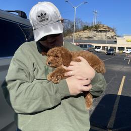 Goldendoodle and Poodle Puppies from Still Waters Farm