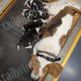 Beagle puppies from Tailwindfarm