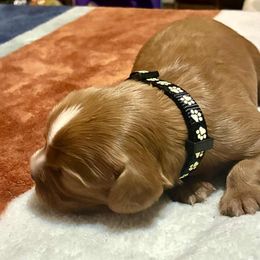 Boy 1 - Ruby male Cavalier King Charles Spaniel puppy in Jacksonville, Florida from Lori Van Doorn's Cavalier King Charles Spaniel