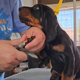 Black and Tan Coonhound Puppies from Summitt Black and Tans