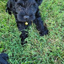 Miniature Schnauzer Puppies from Southpaw Schnauzers