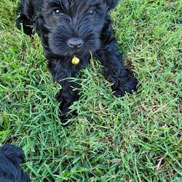 Miniature Schnauzer Puppies from Southpaw Schnauzers