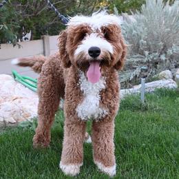 Kevin - Bernedoodle
