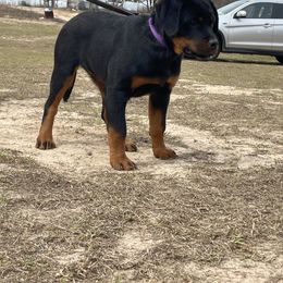 Keep - Black and mahogany Rottweiler puppy in Tallahassee, Florida from Patrick's Pups