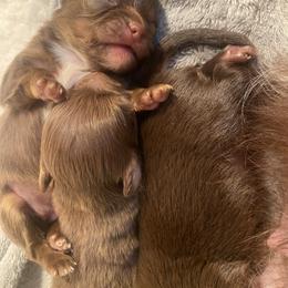 Chihuahua Puppies from Golden state chihuahuas