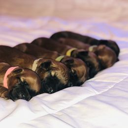 Soft Coated Wheaten Terrier Puppies from Wonderful Wheatens