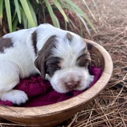 Sydney - Liver white and roan female English Springer Spaniel puppy in Swainsboro, Georgia from Sweet Georgia Springers