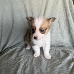 Cranberry - Sable female Pembroke Welsh Corgi puppy in Indianapolis, Indiana from Mk’s Corgis