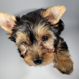 Pink collar girl - Black and tan female Yorkshire Terrier puppy in Jacksonville, Florida from Yorkieology