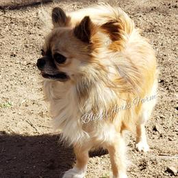 Grogu - Chihuahua