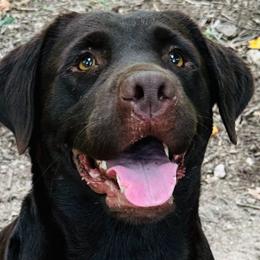 Sadie - Labrador Retriever