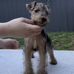 "“Lime” Girl -  Available 💚" Lakeland Terrier Puppies from Wakefield Lakelands