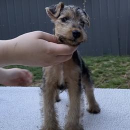 "“Lime” Girl -  Available 💚" Lakeland Terrier Puppies from Wakefield Lakelands