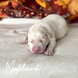 Mallard - Yellow male Labrador Retriever puppy in Susanville, California from Bitterbrush Farm & Apiary