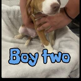 Boy 2 - Brown and white male Beagle puppy in Hollister, California from 831 Beagles