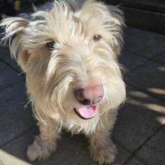 Scottish Terriers from Hometown Scotties
