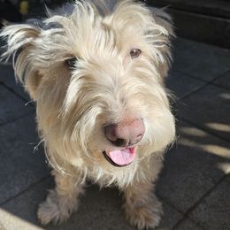Scottish Terriers from Hometown Scotties
