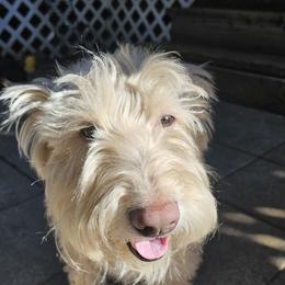 Scottish Terriers from Hometown Scotties