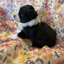 Blossom - Black tri male Miniature Australian Shepherd puppy in Nashville, Tennessee from Little B’s Aussies