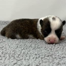 Nebula (brindle) - Brindle and white female American Corgi puppy in Waco, Texas from The Comma Corgis