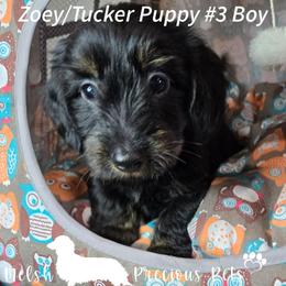 Puppy 3 - Black and tan male Dachshund puppy in Anamosa, Iowa from Melsh Precious Pets