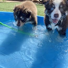 Miniature Australian Shepherd Puppies from Elevation Kennels