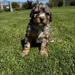 Bernedoodle Puppies from Burbank Bernedoodles